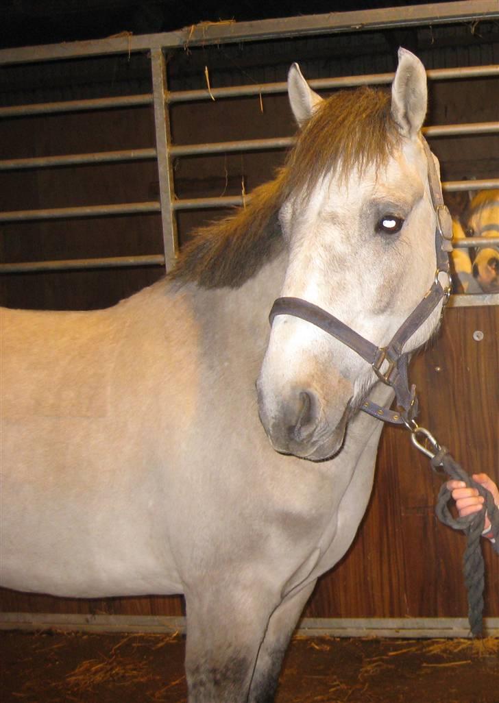 Anden særlig race Silver Shy <3. Solgt - Den Dejlige Lille Søde Silver Efter han er Blevet Klippet. Heeh :) billede 6