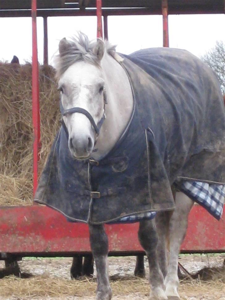 Anden særlig race Silver Shy <3. Solgt - Lille Sil ver Hjemme på Jordfolden, SOm Ligner en lille tyk Pony Her. Heeh :) billede 8