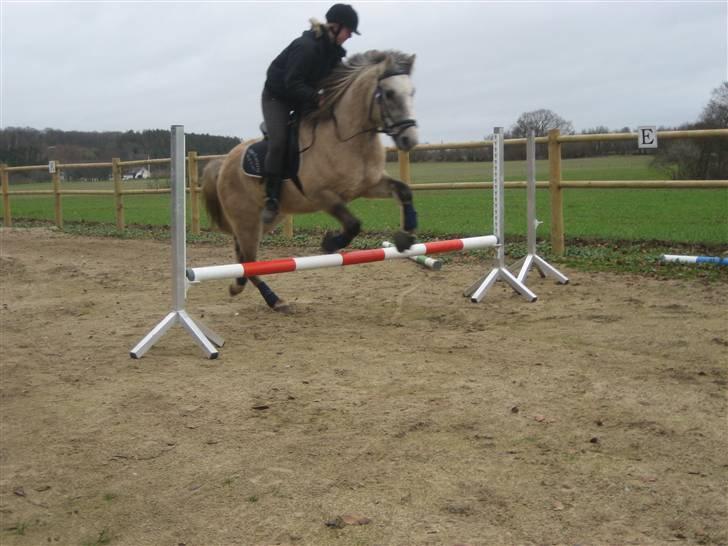 Anden særlig race Silver Shy <3. Solgt - Her Springer vi 40 cm. er Så Stolt af ham! :)  billede 13