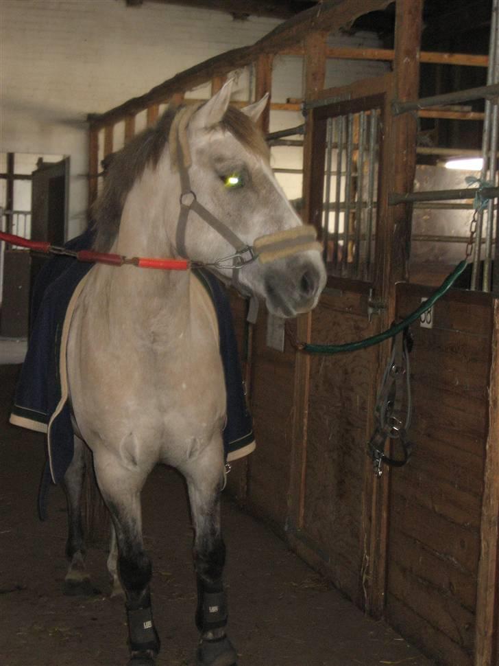 Anden særlig race Silver Shy <3. Solgt - Efter en meget Hår Ride time! Heeh :) Dejlgi er og Bliver Han Sku!  billede 14