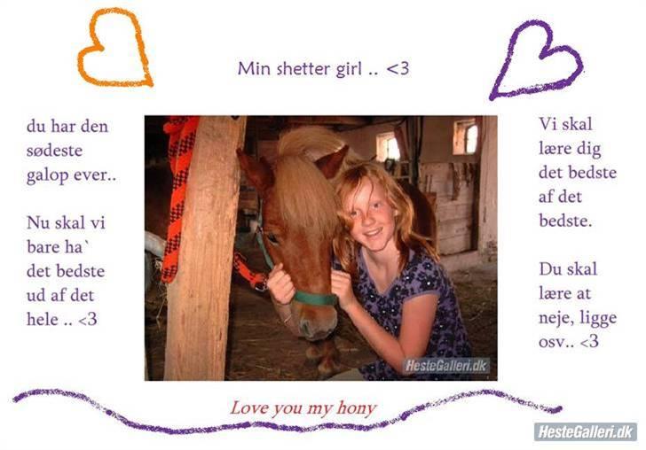 Shetlænder Freja billede 19