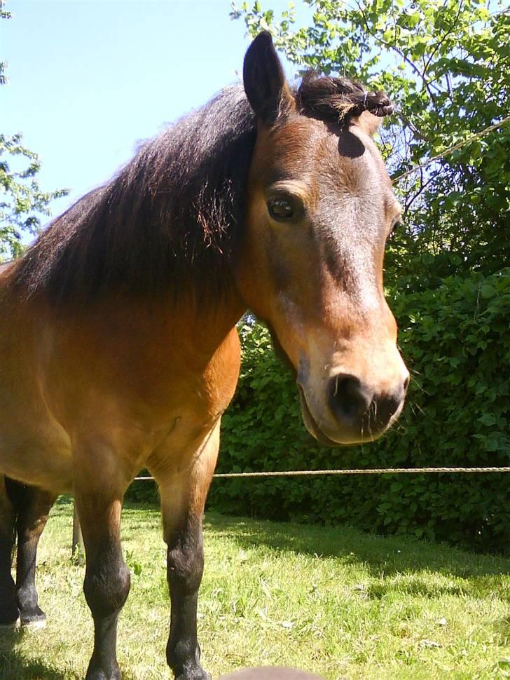 Shetlænder Tarzan     - mig <3 lille smukke mig billede 2