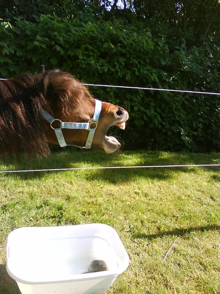 Shetlænder Tarzan     - her gaber jeg <3 er træt billede 3