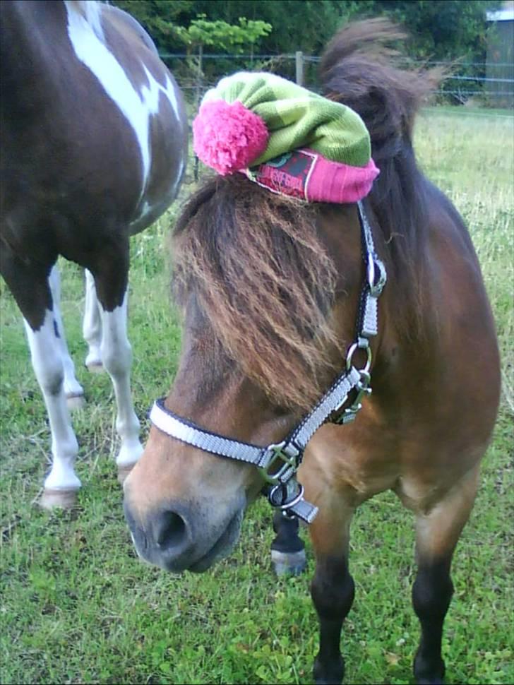 Shetlænder Tarzan     - med tenna´s hue på hovdet billede 4