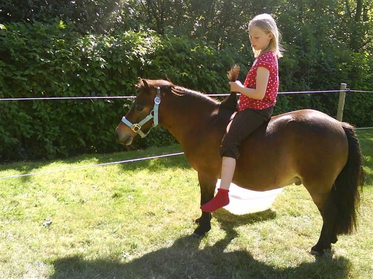 Shetlænder Tarzan     - mig og tenna ELSKER DIG <3. lig gerne en kommentar og bedømmelse !<3* billede 7