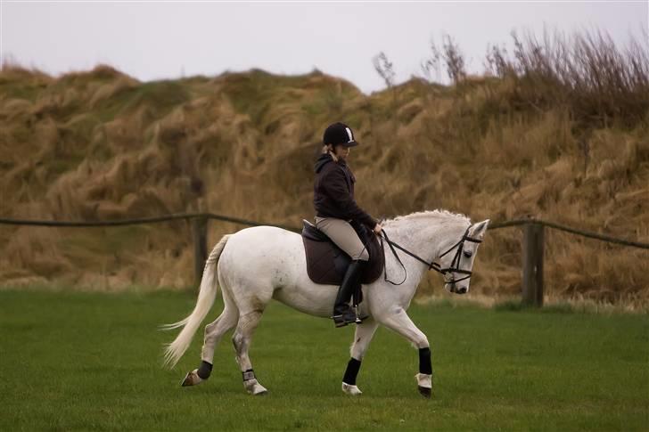 Welsh Cob (sec D) Silvermoon - Taget af JP-photo.dk billede 11