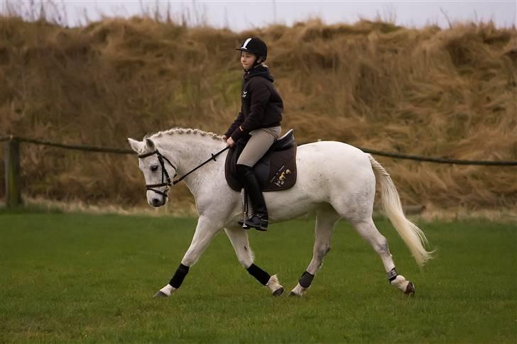 Welsh Cob (sec D) Silvermoon - Taget af JP-photo.dk billede 12