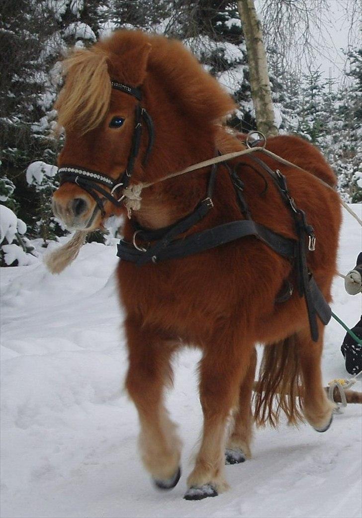 Shetlænder Grøntved's Perle - Slæden efter perle!<3 2010 billede 1