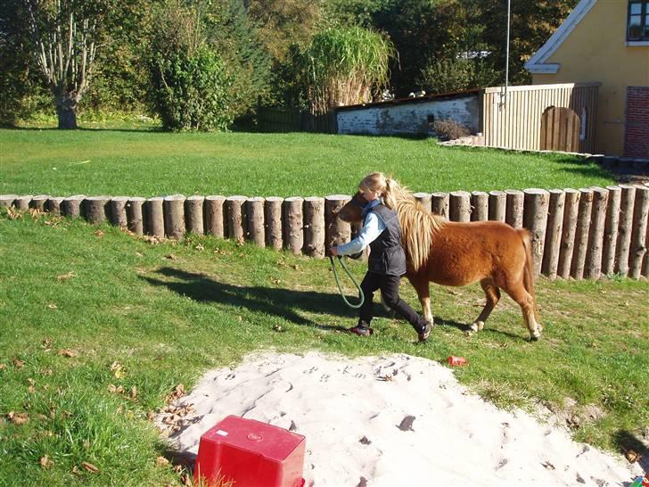 Shetlænder Grøntved's Perle - Perle der kommer (2007) billede 4