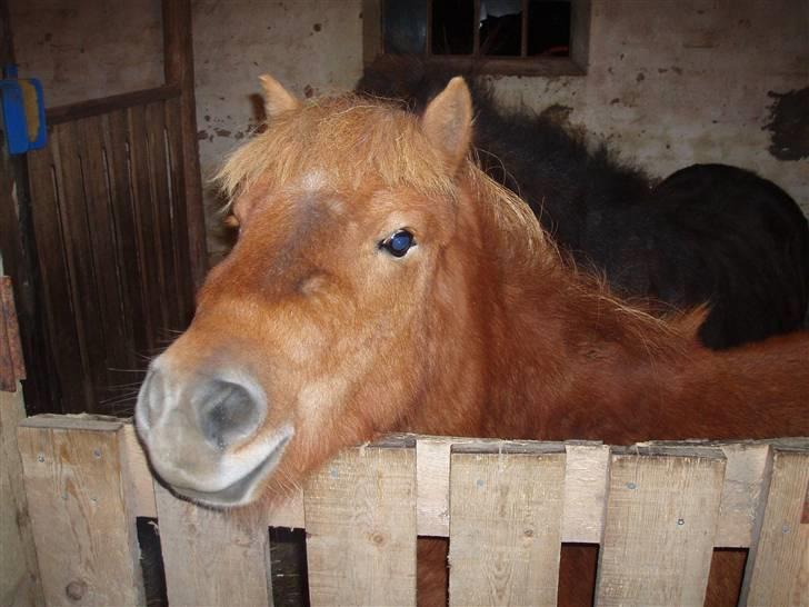 Shetlænder Grøntved's Perle - Perle<3 billede 8