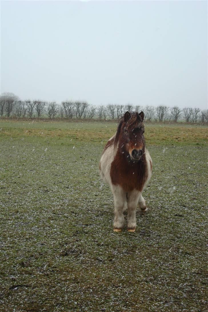 Shetlænder Lotte billede 18