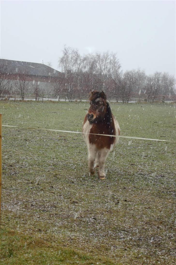 Shetlænder Lotte billede 19