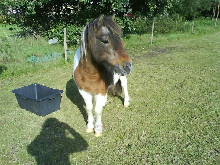 Shetlænder Lotte billede 20