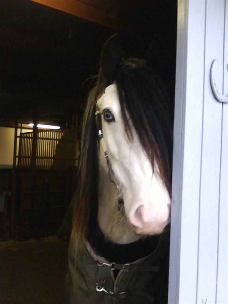 Irish Cob Mac Chass - nuttet <3 så lækker ;D <3 billede 6