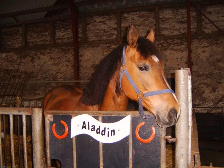 Anden særlig race Aladdin - Aladdin i sin boks billede 7
