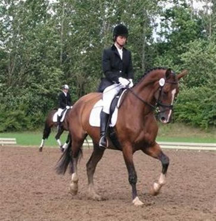 Dansk Varmblod Kiranette Kildemark *S* - Sadelkåring billede 3