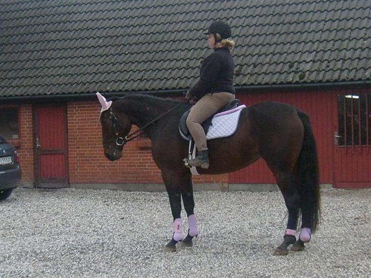 Anden særlig race Sahara billede 1