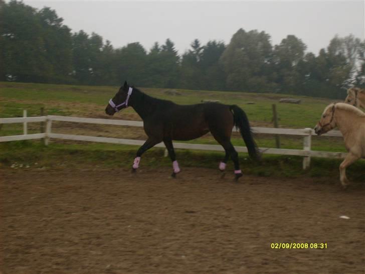 Anden særlig race Sahara billede 2