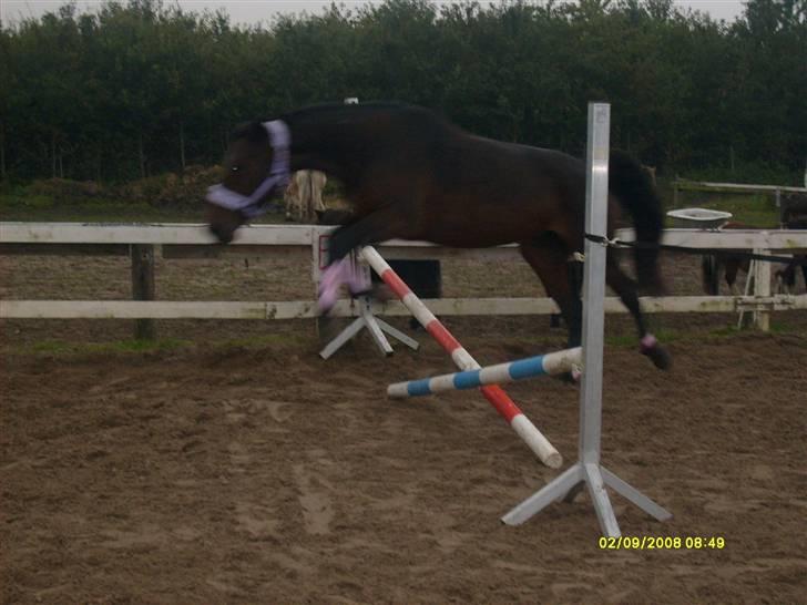 Anden særlig race Sahara billede 3