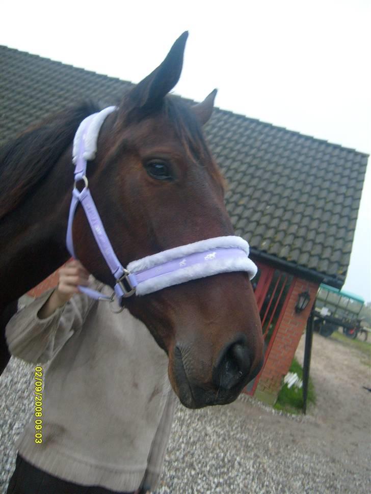 Anden særlig race Sahara billede 4