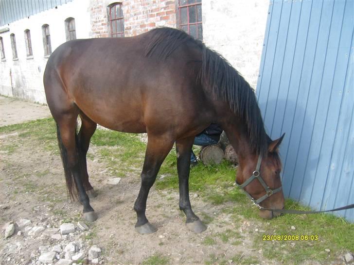 Anden særlig race Sahara billede 5