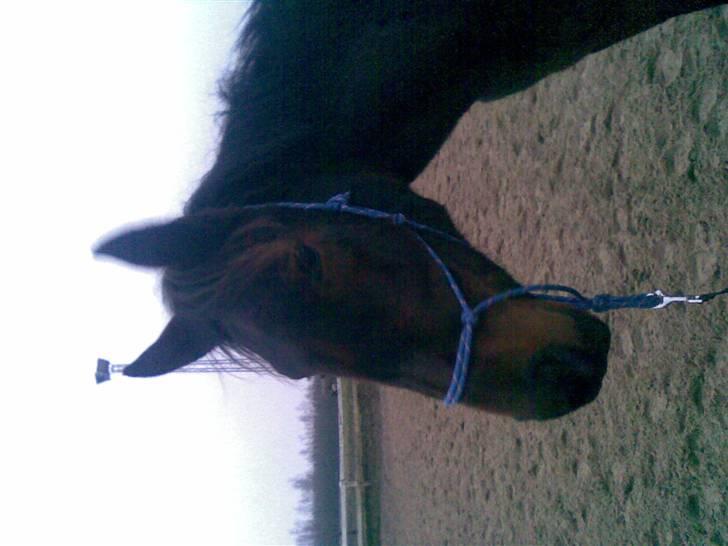 Anden særlig race Sahara billede 6