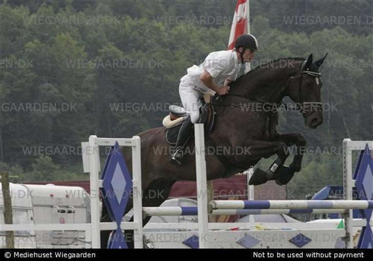 Anden særlig race Samoray R.I.P Savnet.  - Igen i silkeborg, rytter Mikael Ketelsen. tror det er LA. billede 8