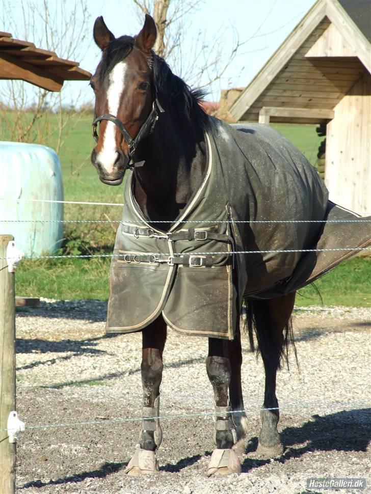 Hollandsk Sportspony O'mienaisha (†09) 10/4-09 - hvil i fred min engel, ved du er et bedre sted nu <3 billede 1