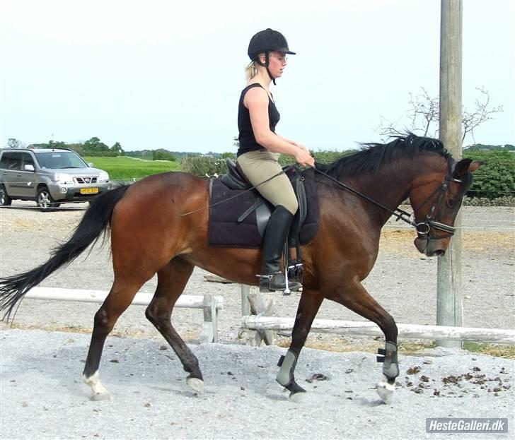 Hollandsk Sportspony O'mienaisha (†09) 10/4-09 - du bar mig gennem ild og vand. billede 5