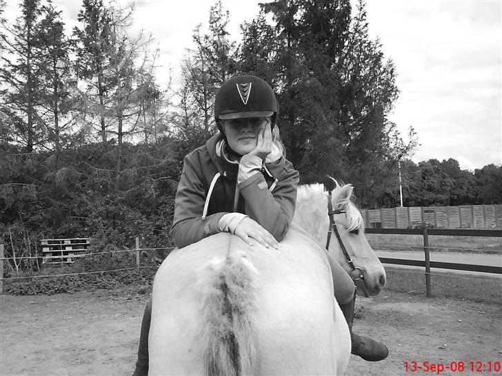 Fjordhest Lærkelundens Oliver billede 3