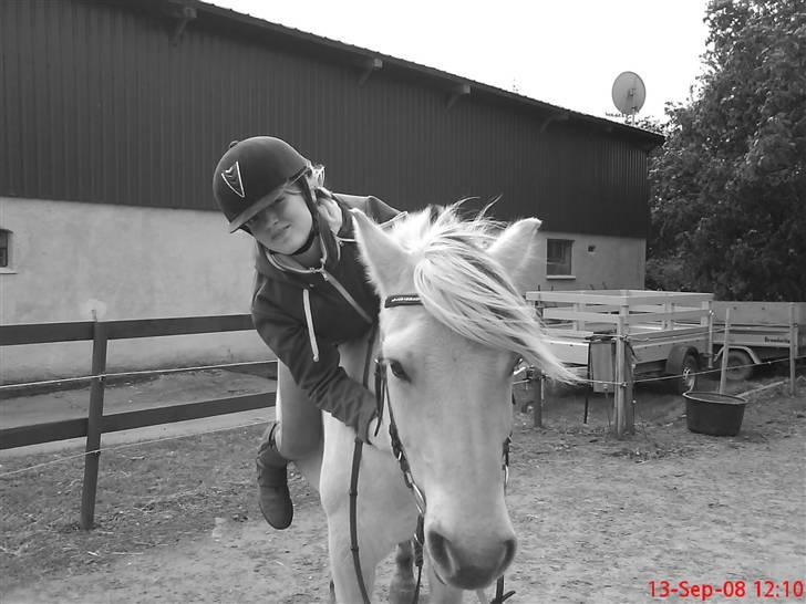 Fjordhest Lærkelundens Oliver billede 7