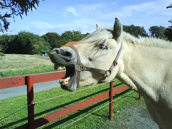 Fjordhest Lærkelundens Oliver billede 4