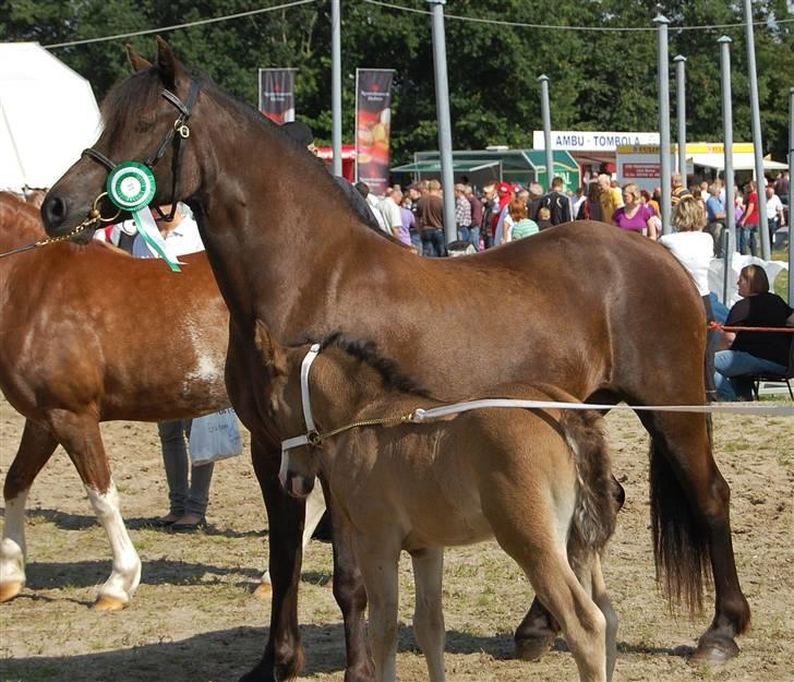 Welsh Pony af Cob-type (sec C) Fjordglimts Miss Gabrysia billede 19