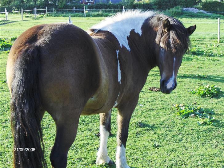 Islænder Embla fra Vesterlund - *Team Bækdalen* billede 3