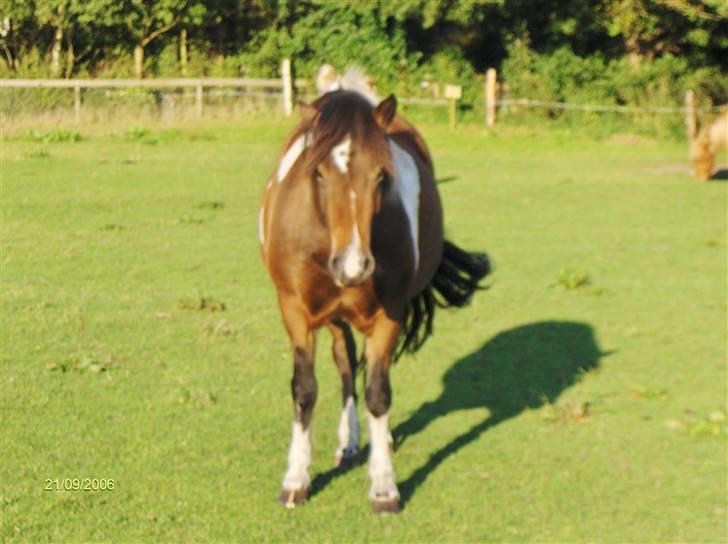 Islænder Embla fra Vesterlund - *Team Bækdalen* billede 5