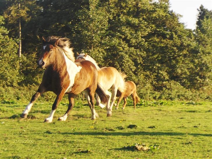 Islænder Embla fra Vesterlund - *Team Bækdalen* billede 6