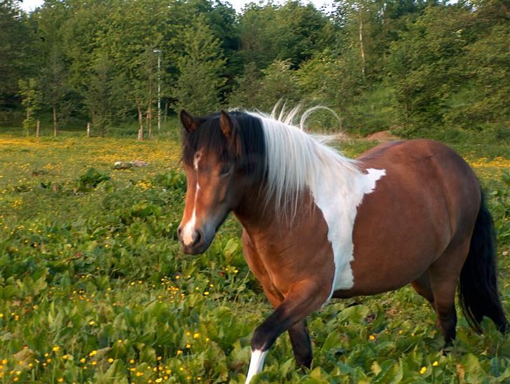 Islænder Embla fra Vesterlund - *Team Bækdalen* billede 7