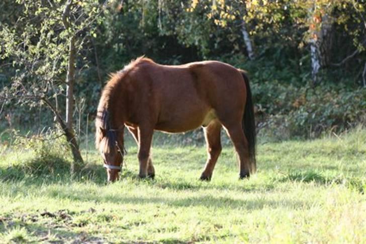 Anden særlig race Bertram billede 14