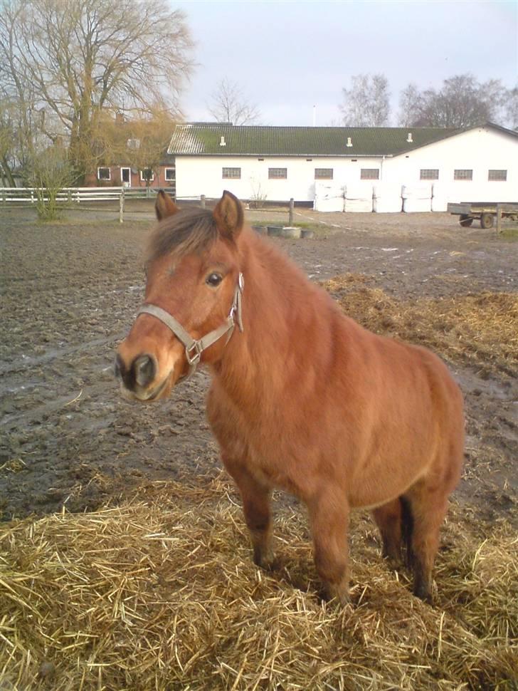 Anden særlig race Bertram - mø-mø-møding <3 billede 15