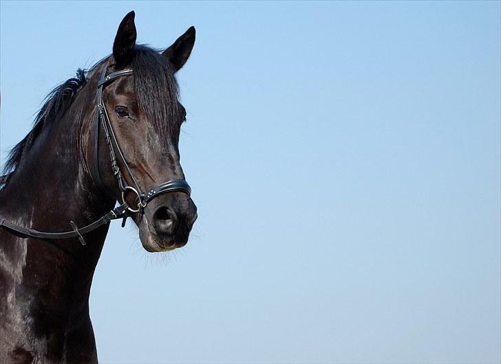 Anden særlig race Shadow - Træning d. 10 Juli, du gør alt muligt. Du gør mig hel <3 Fotograf: Frederikke. (Nyt hovedtøj! :D) billede 7