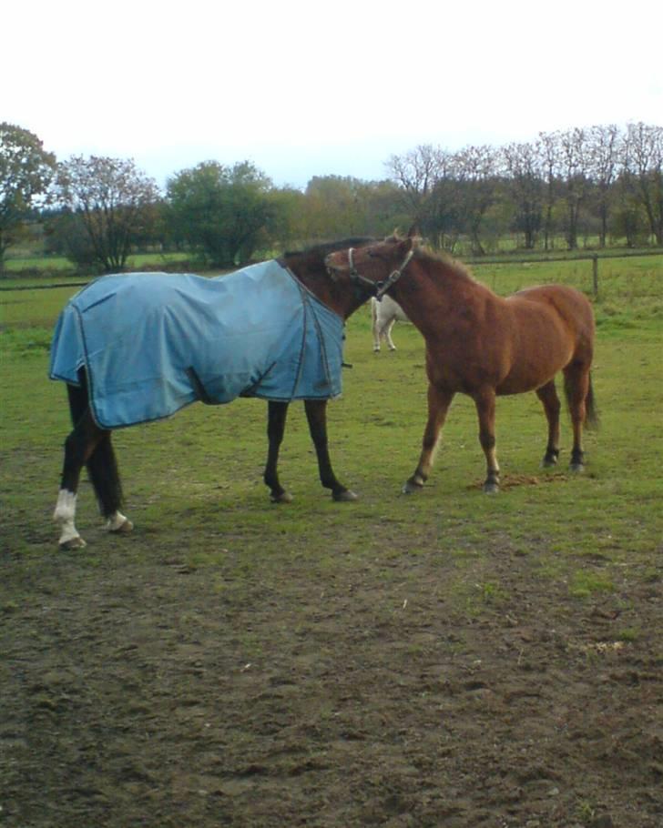 Anden særlig race Bertram billede 16