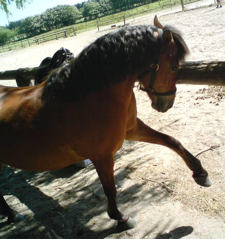 Anden særlig race Bertram - min lille cirkuspony =) billede 17