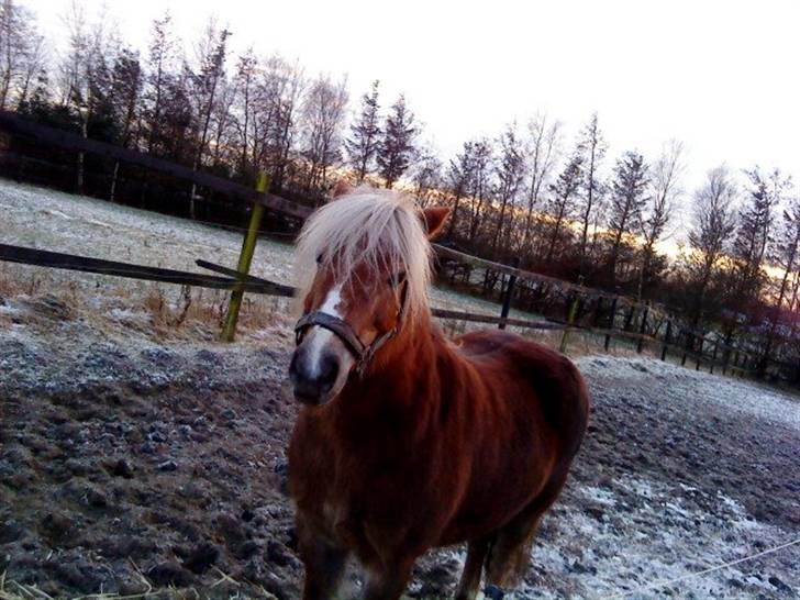 Anden særlig race BOBBY HILL billede 1