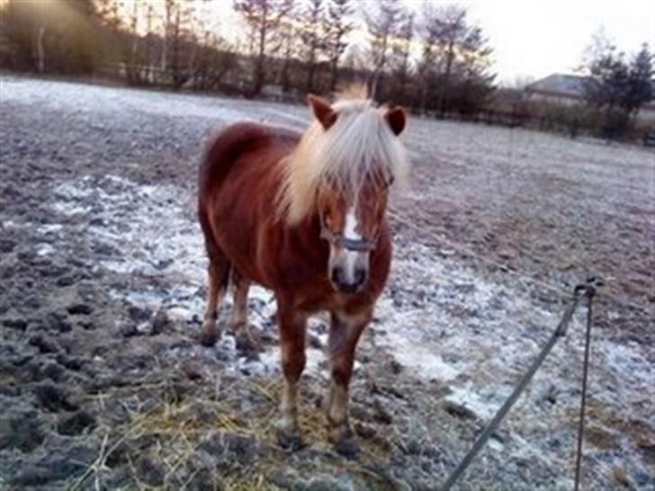 Anden særlig race BOBBY HILL billede 2