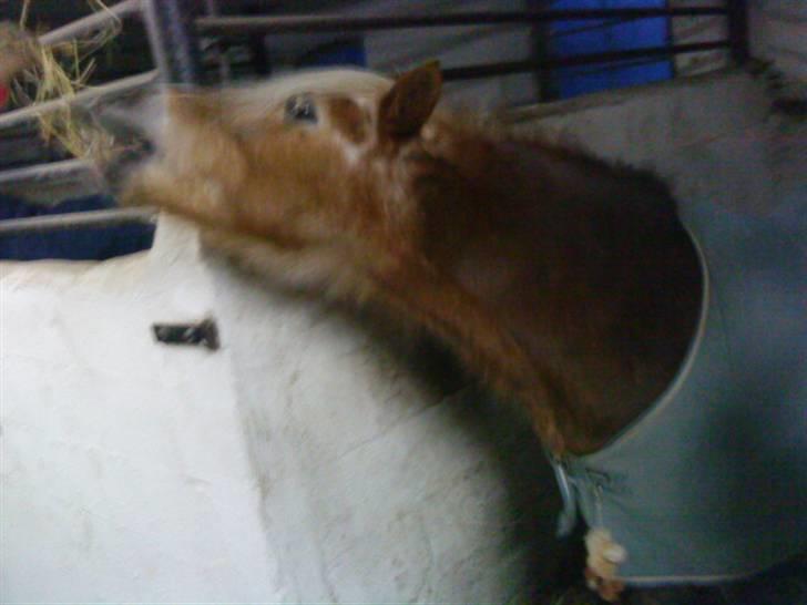 Anden særlig race BOBBY HILL billede 3