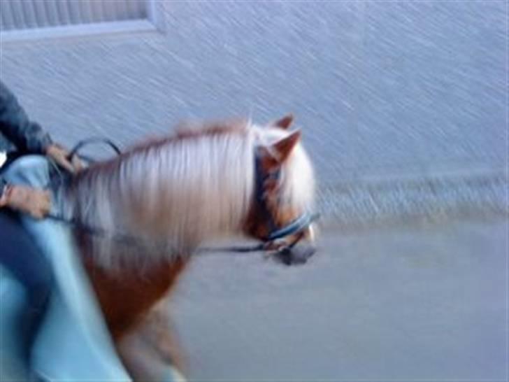 Anden særlig race BOBBY HILL billede 4