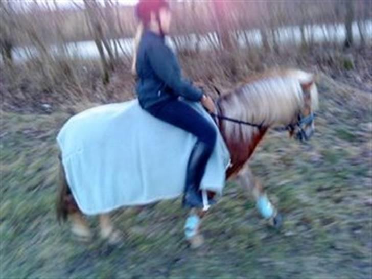 Anden særlig race BOBBY HILL billede 5