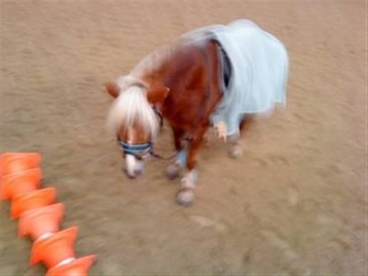 Anden særlig race BOBBY HILL billede 6