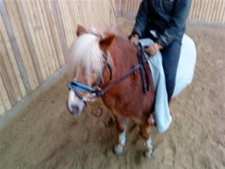 Anden særlig race BOBBY HILL billede 7