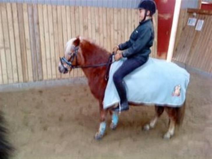 Anden særlig race BOBBY HILL billede 8